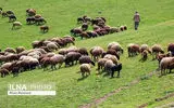 ۷ پرونده تخلف چرای غیرمجاز در ولایترود کرج تشکیل شد