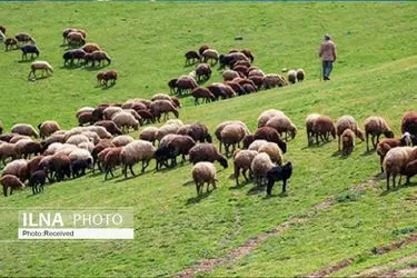 ۷ پرونده تخلف چرای غیرمجاز در ولایترود کرج تشکیل شد