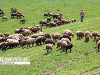 ۷ پرونده تخلف چرای غیرمجاز در ولایترود کرج تشکیل شد