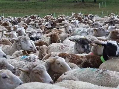 کشف 397 راس احشام قاچاق توسط ماموران هنگ مرزی ارومیه
