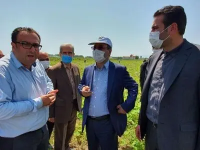 آغاز برداشت هندوانه با ارزش بیش از ۵۰ میلیارد تومان در چاف لنگرود
