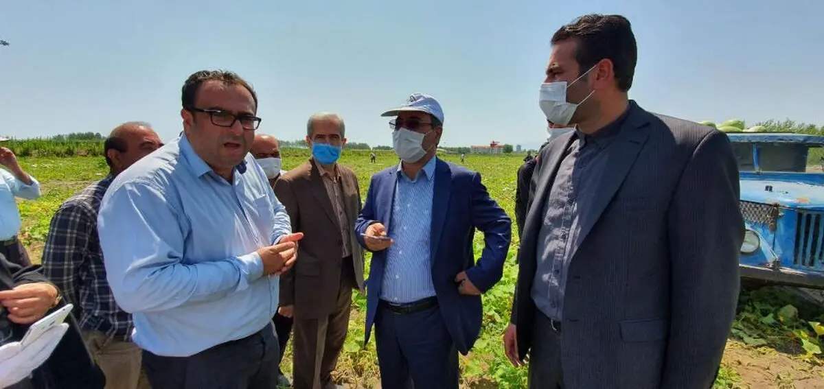 آغاز برداشت هندوانه با ارزش بیش از ۵۰ میلیارد تومان در چاف لنگرود
