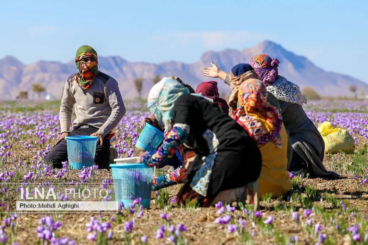 فرآوری زعفران و عقب ماندگی آن نیازمند توسعه فناوری است/ ۱۱۹ هزار خانوار خراسان رضوی در حوزه زعفران فعال هستند