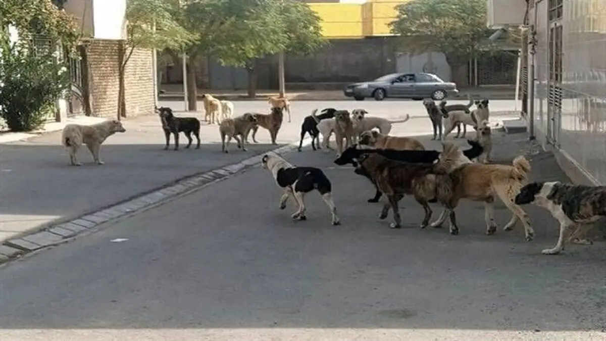 لزوم فعال شدن ستاد کنترل جمعیت سگ‌های بلاصاحب در خراسان رضوی 