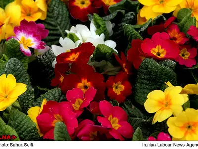 بازار گل و ماهی قرمز در استانه عید نوروز