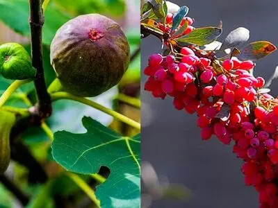 راهنمای خرید پرفروش ترین ارقام نهال انجیر و زرشک در ایران