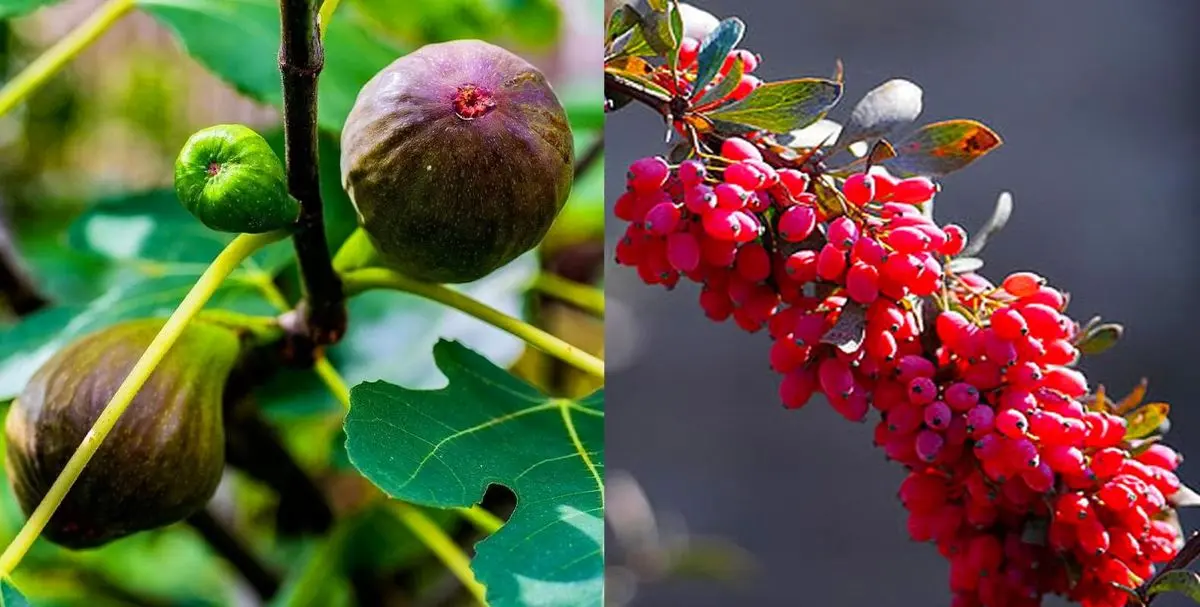 راهنمای خرید پرفروش ترین ارقام نهال انجیر و زرشک در ایران