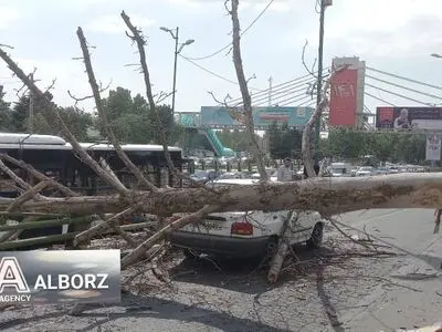 سقوط درخت در شهر کرج خودرو سواری را دچار خسارت کرد
