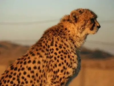 چالش‌‌های تداوم تکثیر یوزپلنگ ایرانی در اسارت