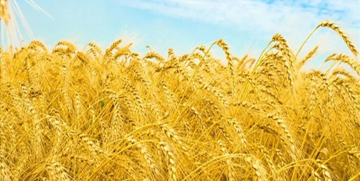 مطالبات گندم کاران آذربایجان غربی پرداخت شد