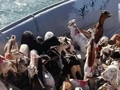 توقیف شناور حامل دام قاچاق در آب‌های خلیج فارس