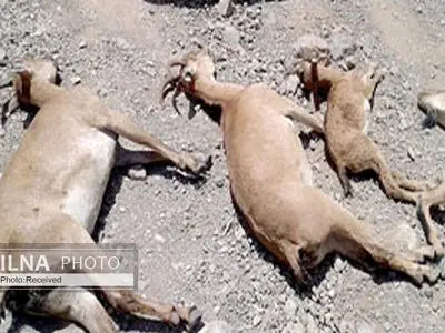 این بار؛ آلوده شدن آب رودخانه "روستای تلخاب کلات" در مسجد سلیمان/ تلف شدن ۱۲۰ رأس بُز  به پساب پتروشیمی/ عدم واکنش اداره محیط زیست + فیلم