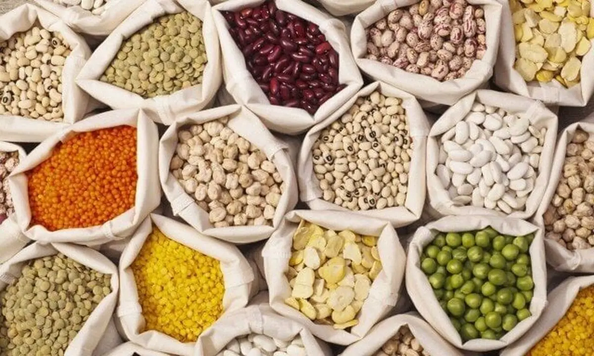 پیش بینی تولید نزدیک به ۵۰ هزار تن حبوبات در آذربایجان غربی 
