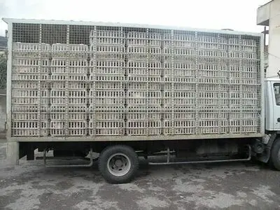 کشف ۱۳ تن مرغ فاقد مجوز بهداشتی در رودبار