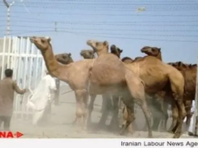 افراد داخل قرنطینه شترهای آلوده به کرونا تحت مراقبت‌های پزشکی هستند