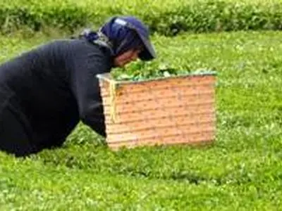 اعلام قیمت خرید تضمینی برگ سبز چای