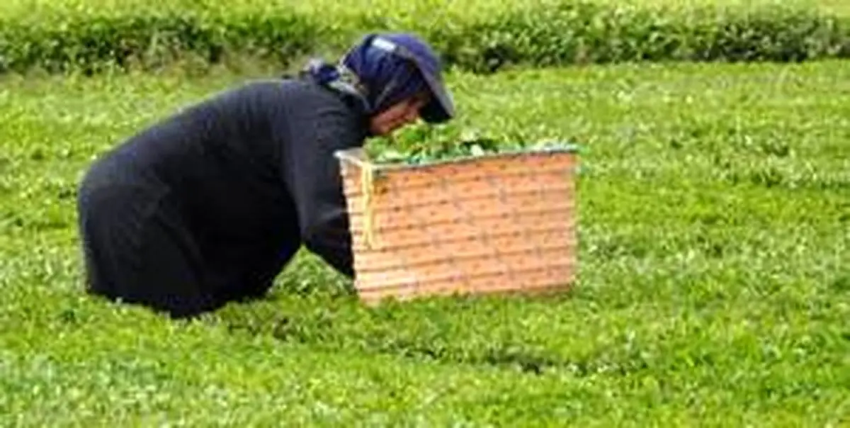 اعلام قیمت خرید تضمینی برگ سبز چای