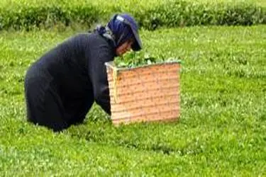 اعلام قیمت خرید تضمینی برگ سبز چای