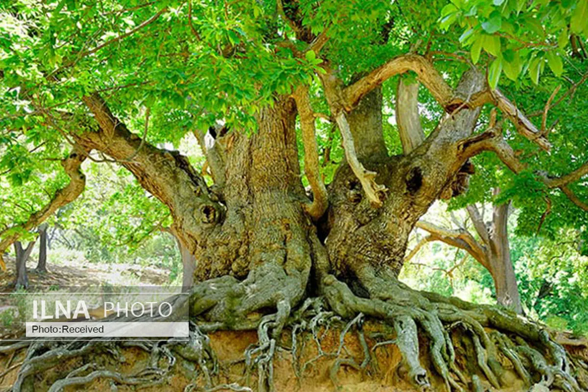 شناسایی نزدیک به ۲ هزار درخت کهنسال در ایران