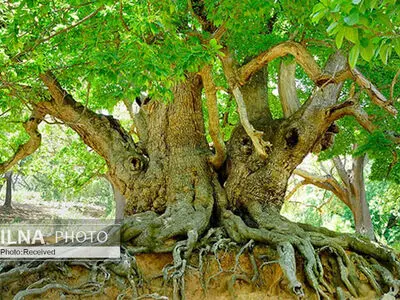 شناسایی نزدیک به ۲ هزار درخت کهنسال در ایران