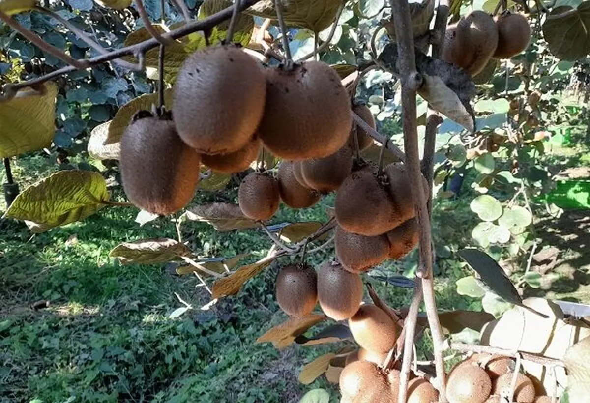 پیش بینی برداشت بیش از ۲۰۰۰ تُن کیوی از باغات املش