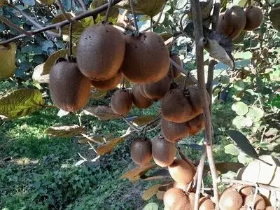 پیش بینی برداشت بیش از ۲۰۰۰ تُن کیوی از باغات املش