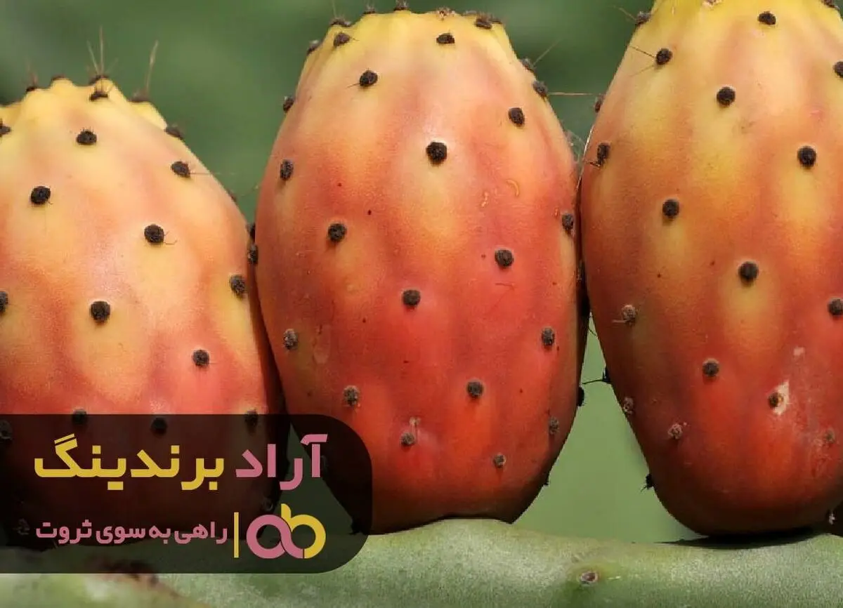 
اینگونه ثروتمند شدم و به آرامش رسیدم