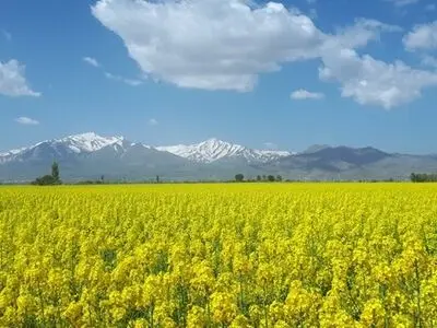 پیش بینی تولید ۲۰ هزار تُن دانه روغنی کلزا در گلستان