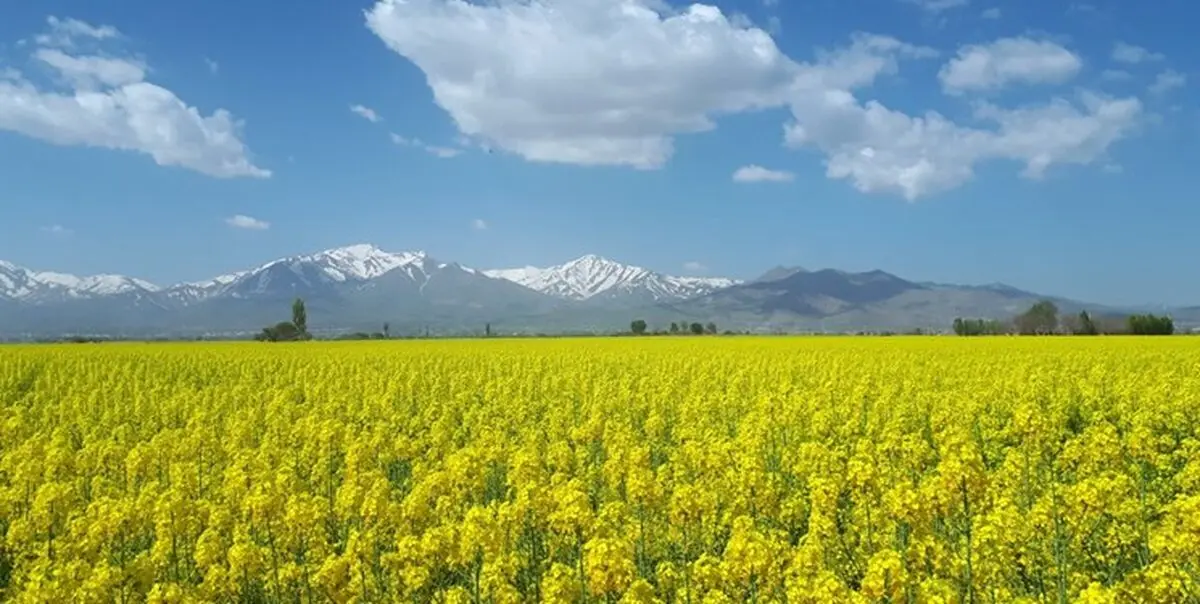 پیش بینی تولید ۲۰ هزار تُن دانه روغنی کلزا در گلستان