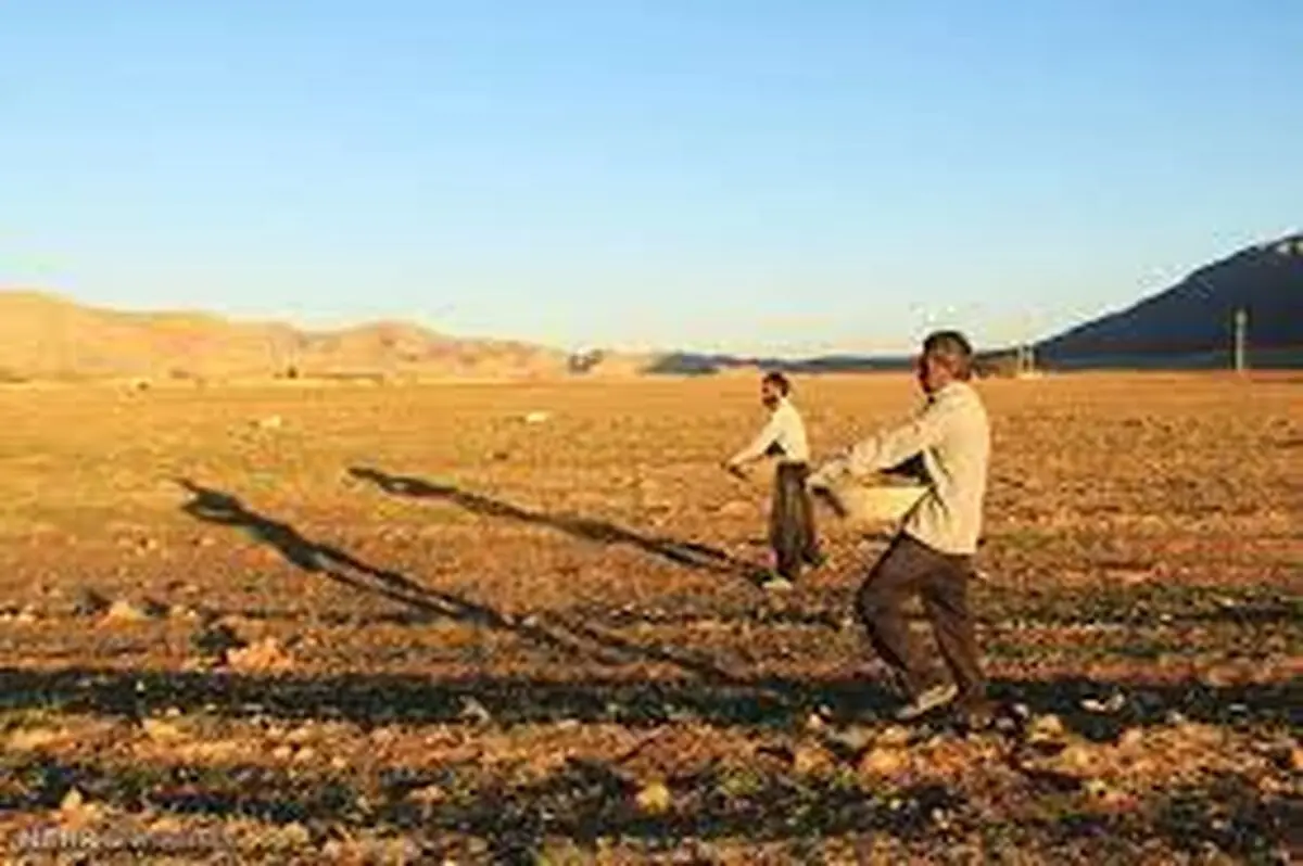کشت گندم پاییزه در ۴۰ هزار هکتار از اراضی چهارمحال و بختیاری