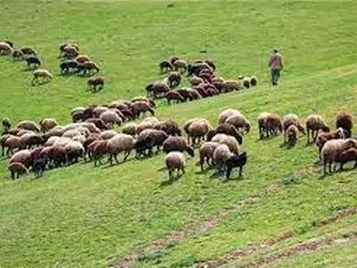 بهره‌برداران مراتع استان مرکزی نسبت به تمدید پروانه چرای دام اقدام کنند