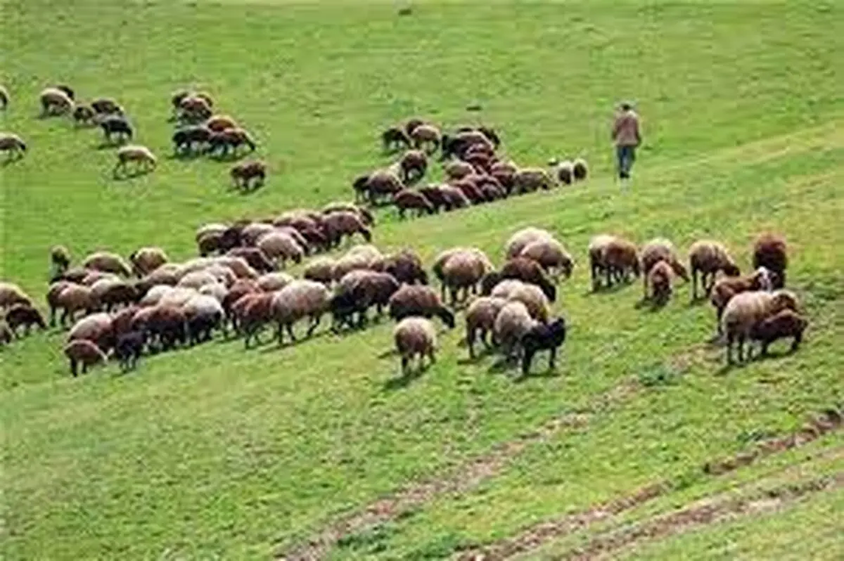 بهره‌برداران مراتع استان مرکزی نسبت به تمدید پروانه چرای دام اقدام کنند
