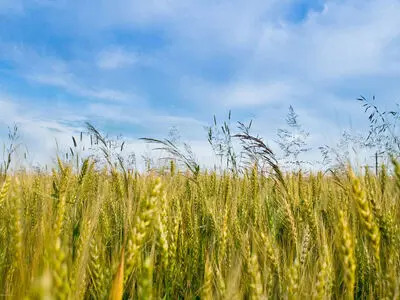 پیش بینی کاشت 550 هکتار جو برای سال آینده