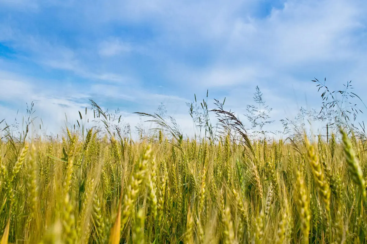 پیش بینی کاشت 550 هکتار جو برای سال آینده