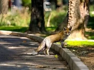 زباله‌های شهری؛ عامل اصلی حضور روباه‌ها در شهرها/ حیوانات دورگه جسورند و ترسی از انسان ندارند