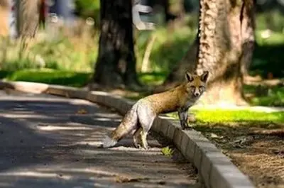 زباله‌های شهری؛ عامل اصلی حضور روباه‌ها در شهرها/ حیوانات دورگه جسورند و ترسی از انسان ندارند