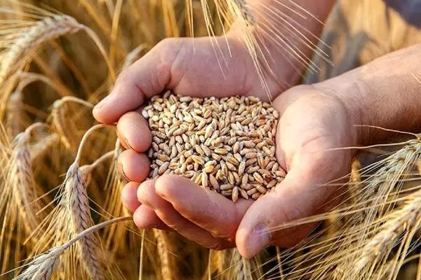 پرداخت مطالبات جو کاران گلستانی آغاز شد