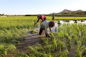 پیش بینی تولید ۱.۸ میلیون تن برنج در سال جاری