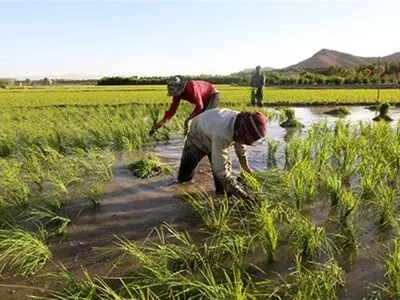پیش بینی تولید ۱.۸ میلیون تن برنج در سال جاری