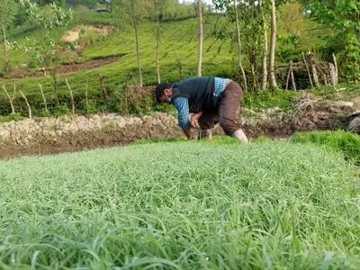 اجرای طرح یکپارچه سازی شالیزار‌ها و استقبال شالیکاران از نشای ماشینی