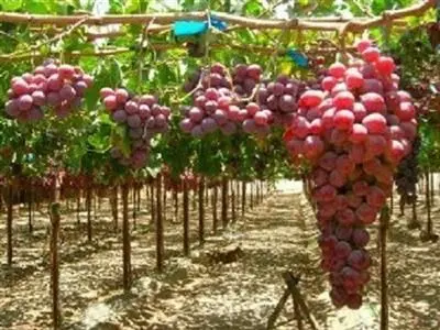 پرداخت تسهیلات به باغداران برای ایجاد باغ‌های انگور ایستاده و داربستی