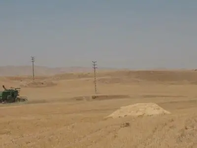 آغاز برداشت گندم از مزارع قصرشیرین