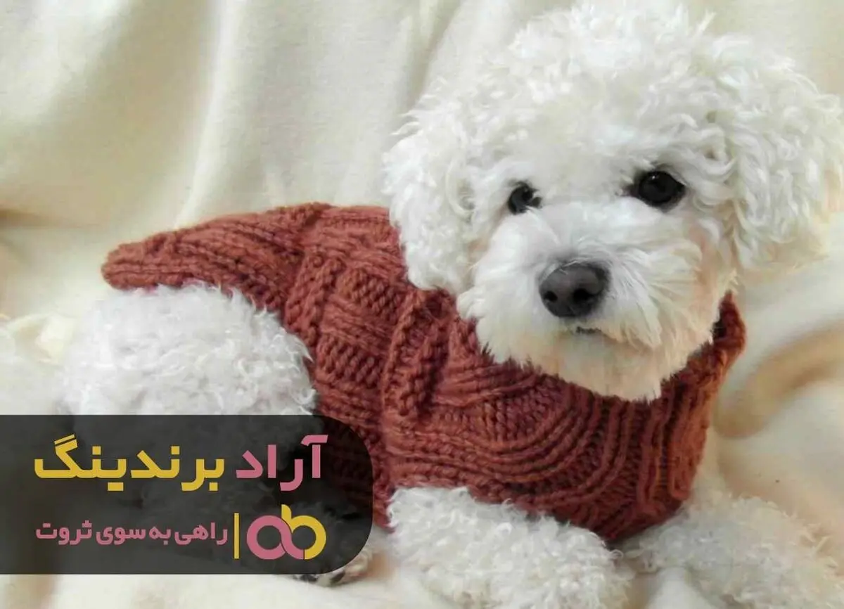 
بعد از وارد شدن در حوزه سگ، ثروت به من لبخند زد