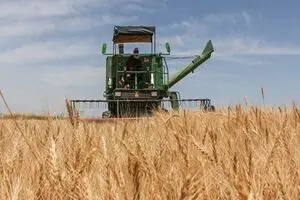 نرخ خرید تضمینی گندم باید متناسب با تورم افزایش یابد
