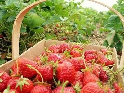 برداشت بیش از ۲ هزار تن توت فرنگی در گیلان