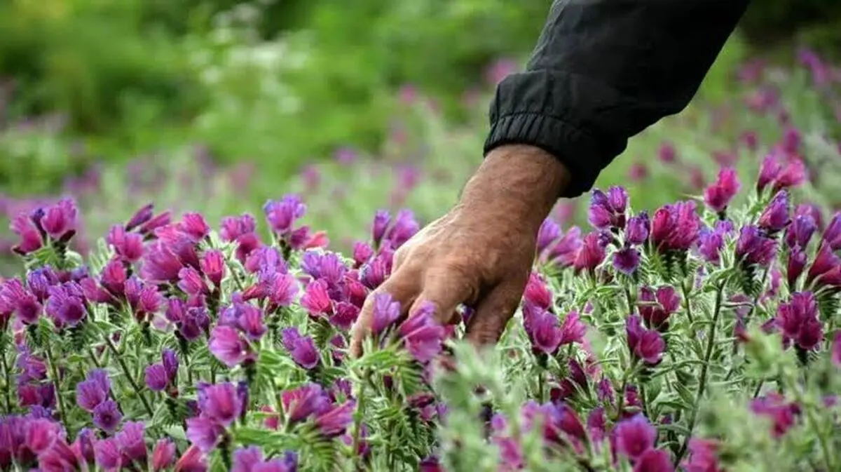 تهدید جدی و خطر انقراض گیاهان مرتعی و دارویی استان مرکزی / ناقوس مرگ برداشت‌های بی‌رویه به صدا درآمد