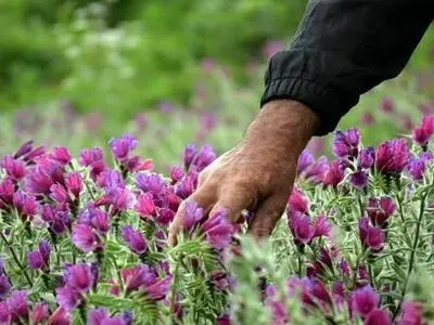 تهدید جدی و خطر انقراض گیاهان مرتعی و دارویی استان مرکزی / ناقوس مرگ برداشت‌های بی‌رویه به صدا درآمد