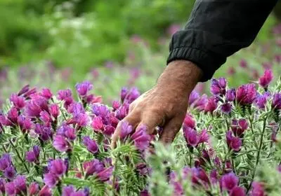 تهدید جدی و خطر انقراض گیاهان مرتعی و دارویی استان مرکزی / ناقوس مرگ برداشت‌های بی‌رویه به صدا درآمد