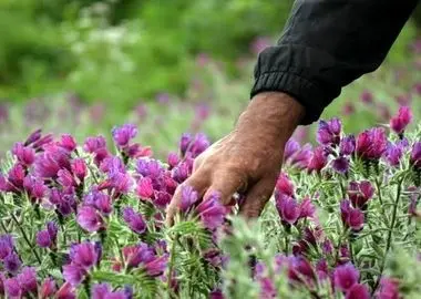 تهدید جدی و خطر انقراض گیاهان مرتعی و دارویی استان مرکزی / ناقوس مرگ برداشت‌های بی‌رویه به صدا درآمد