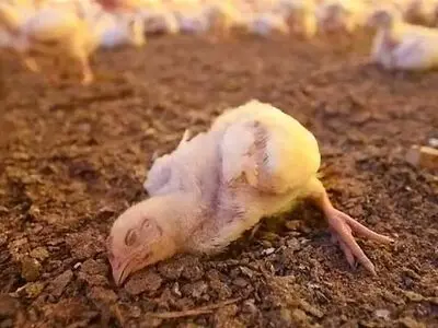  احتمال شیوع بیماری نیوکاسل جدی است